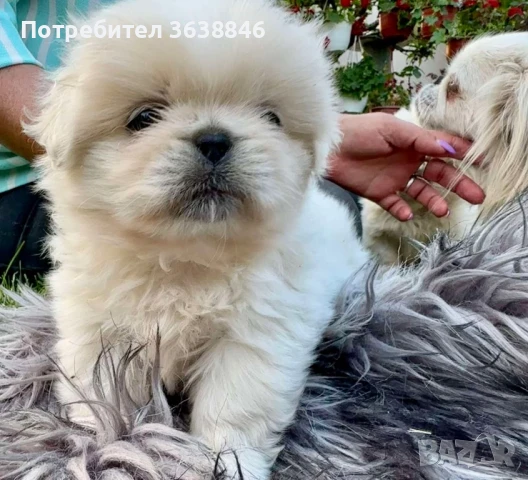Пекинез, снимка 1