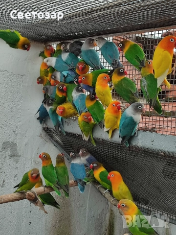 Маскови и фишерови неразделки, какарики, снимка 6 - Папагали - 51640667