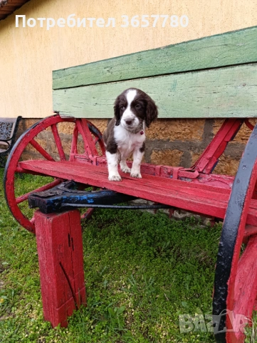 ШПРИНГЕР шпанол, снимка 2 - Кокер шпаньол - 53932504