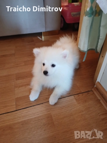 Померан Шпиц на 3 месеца, снимка 5 - Померан - 53705259