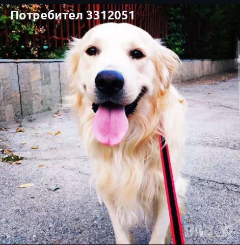 Голдън Ретривър търси Дама., снимка 3 - Търси партньор - 50985823