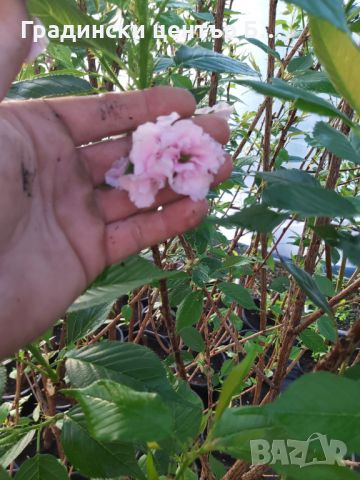 Японска вишна канзан в саксия 200см, снимка 1 - Градински цветя и растения - 45594261