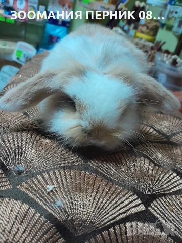 клепоухи декоративни зайчета 