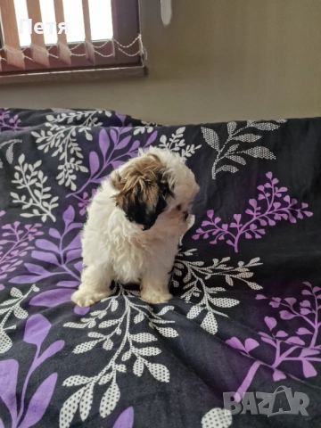 Ши тцу -момче, снимка 8 - Ши Тцу - 53200286