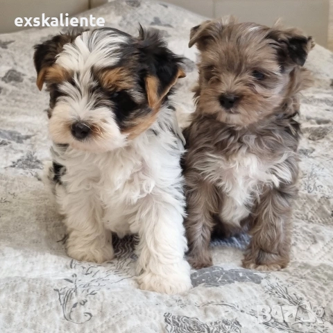 Йоркширски Териер Мерле и Бивер, снимка 2 - Йоркширски териер - 54242884