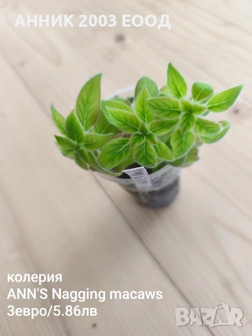 Сортови колерии, снимка 13 - Стайни растения - 53782439