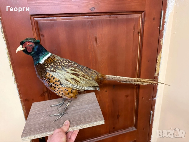 Препарирани птици