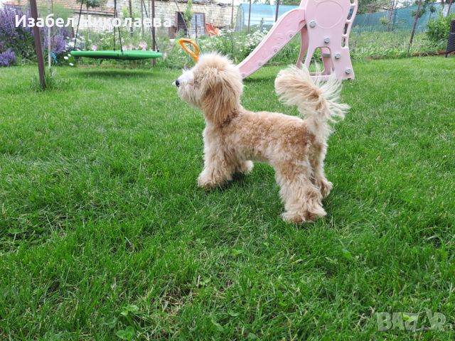 Куче Малтипу - мъжко, на 5 месеца, снимка 5 - Други - 45898217