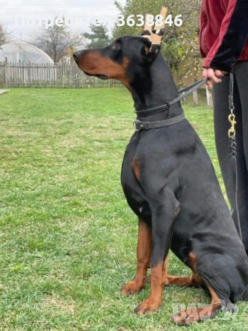 Доберман, снимка 6 - Доберман - 51430673