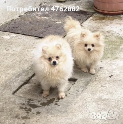 Свободни момичета