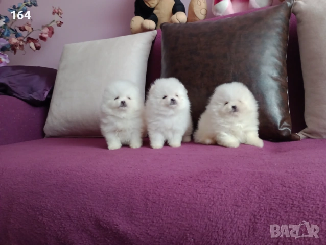 Миниатюрни бели мини Померани. Реални снимки !!! Доставка !!!, снимка 5 - Померан - 53921949