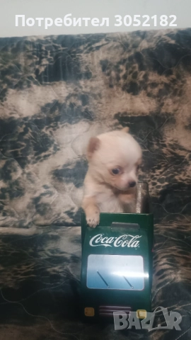 Свободно момче чихуахуа , снимка 4 - Чихуахуа - 52671215