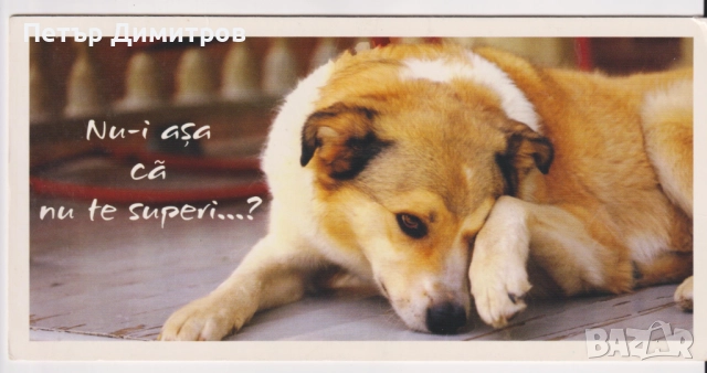 Kартичка Не, нямам нищо против; Куче от Румъния  