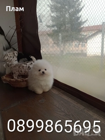 Чисто бели мини момче и момиче,Померани. , снимка 2 - Померан - 54058437