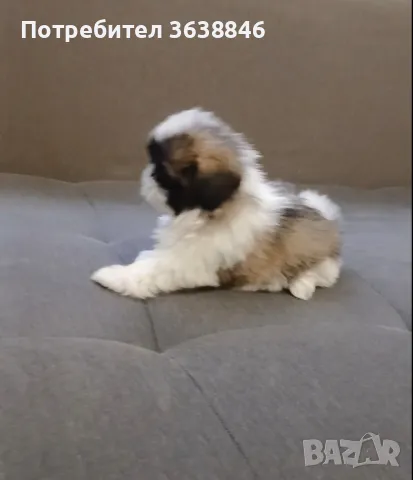 Ши тцу, снимка 3 - Ши Тцу - 50142511