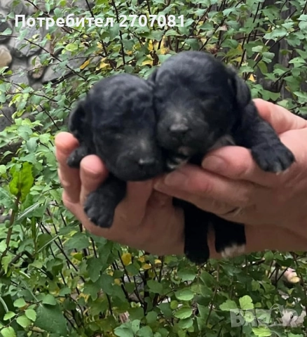 Черни мини пуделчета, снимка 7 - Пудели - 52653411