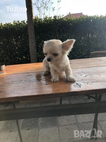 Продавам мини чихуахуа , снимка 5 - Чихуахуа - 52934706