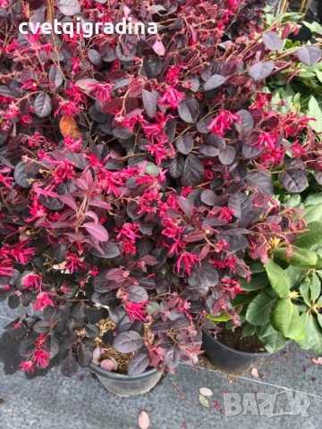 Loropetalum stam 120 см (Лоропеталум), снимка 2 - Градински цветя и растения - 54108451