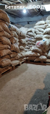 СЕМЕНА КАРТОФИ, снимка 3 - Сортови семена и луковици - 53103963