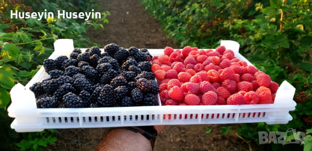 Расад Малини и Къпини без бодли