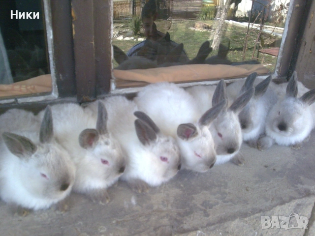 ПРОМО Калифорнийски 10лв