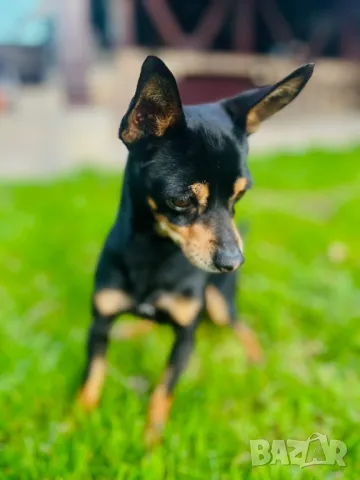 мини пинчер за РАЗПЛОД, снимка 6 - Пинчер - 34778232