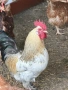 Продавам петли за месо и разплод , снимка 2