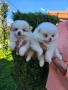 Померани , снимка 18