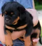 Ротвайлер, снимка 3