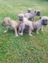 малки кученца Американски Питбул, снимка 1 - Питбул - 45994653