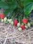 разсад за ягоди само сега не изпускаите шанса запазете си разсад за ягоди 0.30€, снимка 7
