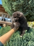 Мини померани , снимка 8