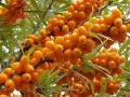Облепиха (Hippophae), снимка 1