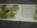 Чудеса на природата Педагогическа картинна книжка , снимка 5