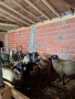 Селскостопански животни , снимка 1