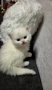 Бяло британско коте , снимка 2