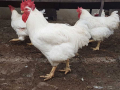 Петли Бройлери,петлета , яйца, носачки,ярки, месо,пилета,кокошки , снимка 3