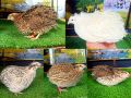 разплодни яйца от пъдпъдъци, снимка 1 - Кокошки и пуйки - 45915402
