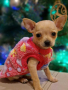 Продавам кучешка дрешка за мини кученце , снимка 1 - За кучета - 44980209