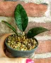 Hoya Sp. aceh splash Indonesia , снимка 5