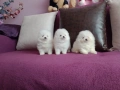 Миниатюрни бели мини Померани. Реални снимки !!! Доставка !!!, снимка 5