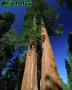 15 нови семена гигантска секвоя мамутово дърво sequoiadendron giganteum за декорация на двора  , снимка 5