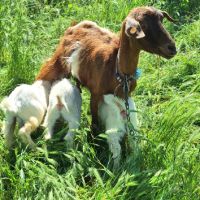  Спешно!!! Продавам млечна коза с ярета, снимка 1 - Кози - 45840216
