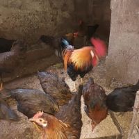 Оплодени яйца за лепене , снимка 1 - Кокошки и пуйки - 45566246