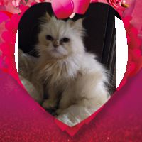 Персийски дългокосместа хималайски колорпойнт сини очи женско и мъжко малки котета разкошни любимци!, снимка 7 - Персийска - 43549487