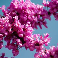 Див рожков  (Дърво на Юда), снимка 2 - Градински цветя и растения - 45127728