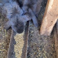 Продавам зайци   порода френски кочовати в село кошмар тервелско  , снимка 3 - Други - 41341211