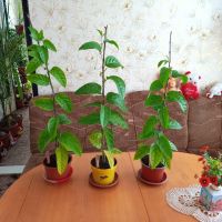 Маракуя(пасифлора),мандарини,авокадо , снимка 1 - Стайни растения - 36791107