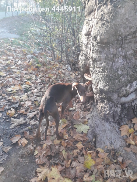 продавам женски доберман , снимка 1