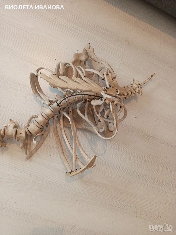 част от медицински скелет на човек., снимка 1